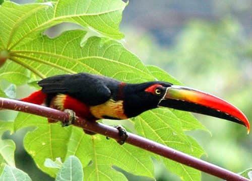 Santa Lucía Falls Bird Watching Tour