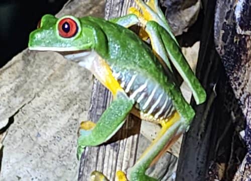Santa Lucía Falls Night Hike Tour