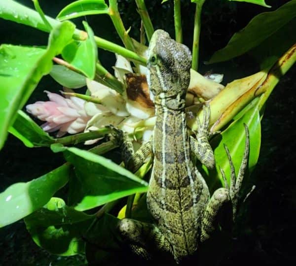 Wildlife and nature at Santa Lucía Falls