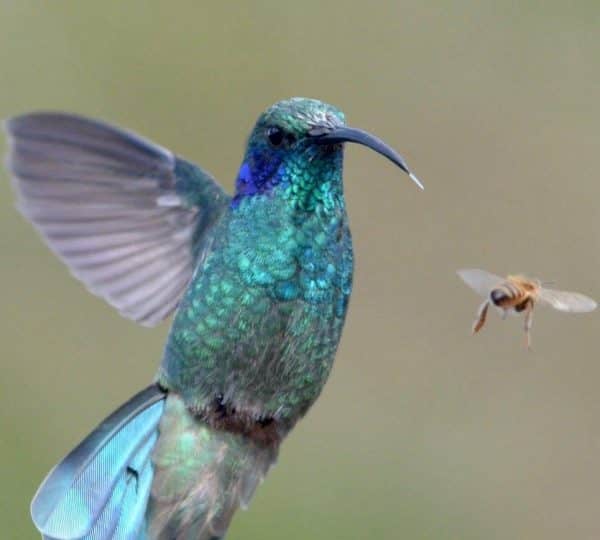 Wildlife and nature at Santa Lucía Falls
