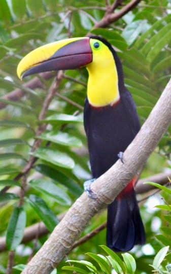 Wildlife and nature at Santa Lucía Falls