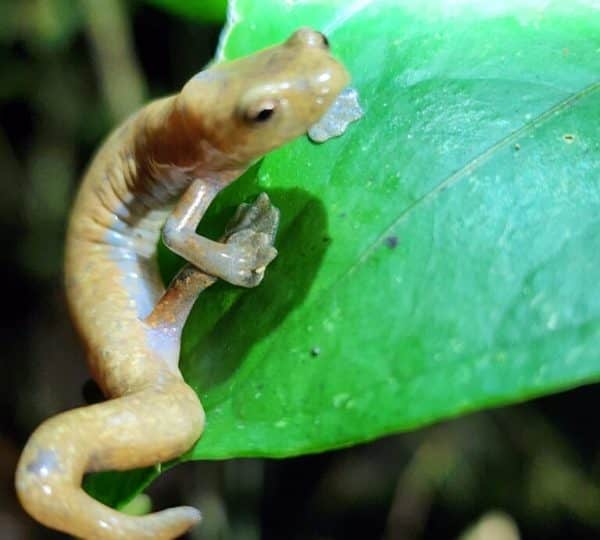 Wildlife and nature at Santa Lucía Falls