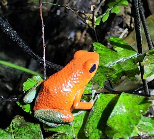 Wildlife and nature at Santa Lucía Falls