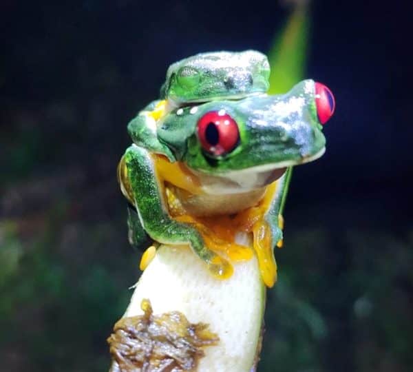 Wildlife and nature at Santa Lucía Falls