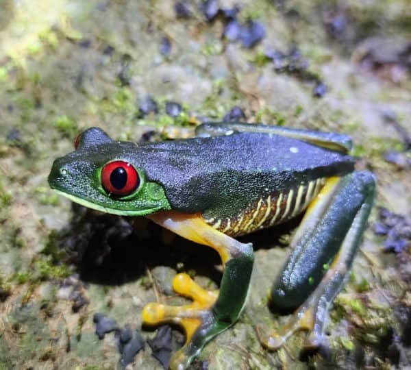 Wildlife and nature at Santa Lucía Falls