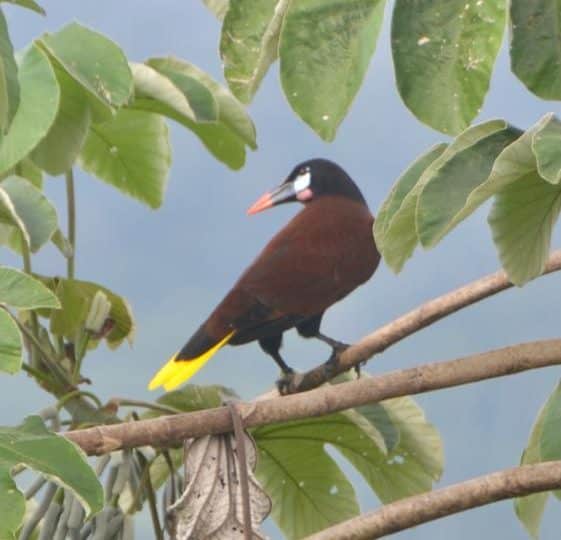 Wildlife and nature at Santa Lucía Falls